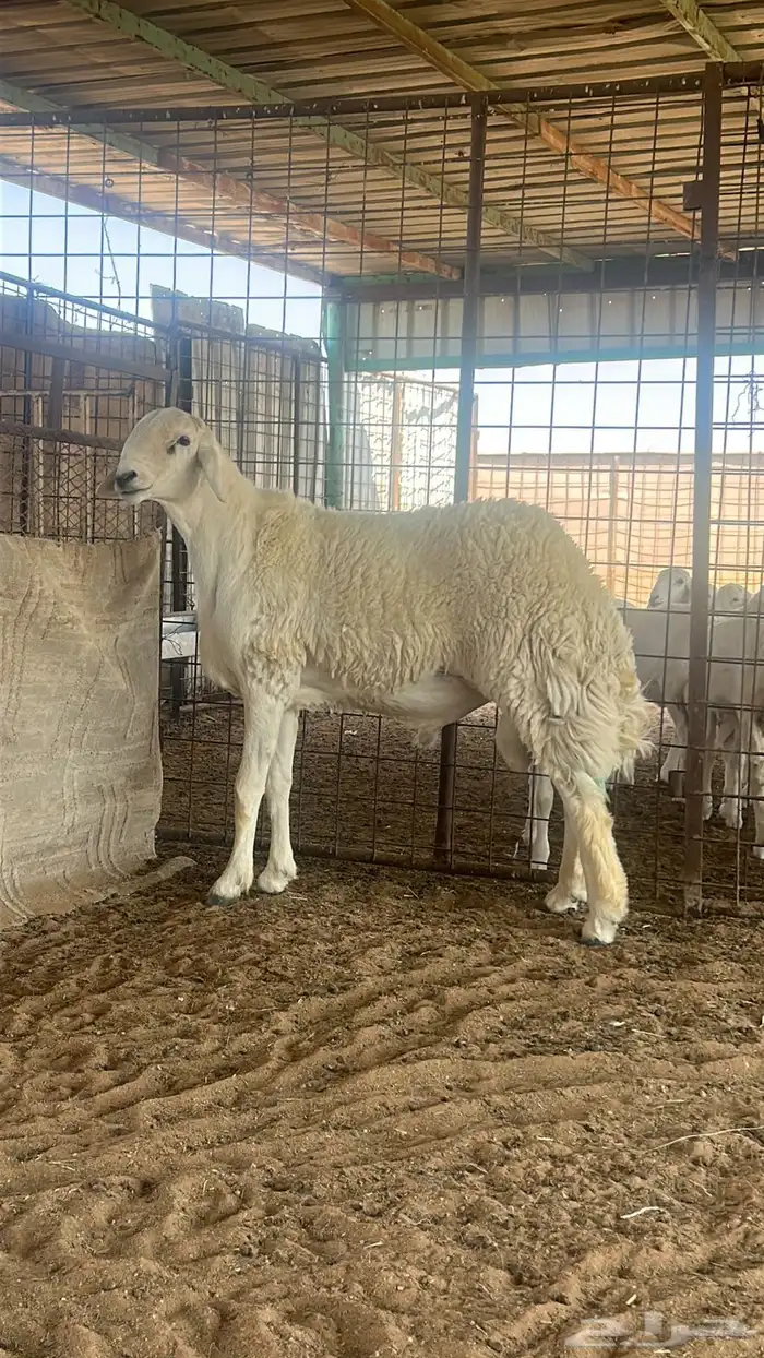 طلي جذع صنف مشروط 0