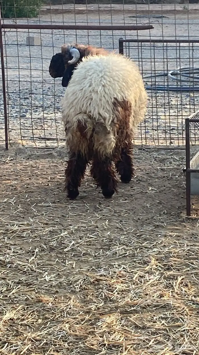 خروف نعيمي 7 شهور طيب 2