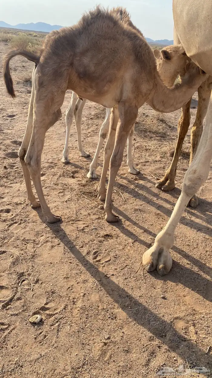 حطه لي بالموقع للبيع قعود الي يبيه ضيار 0