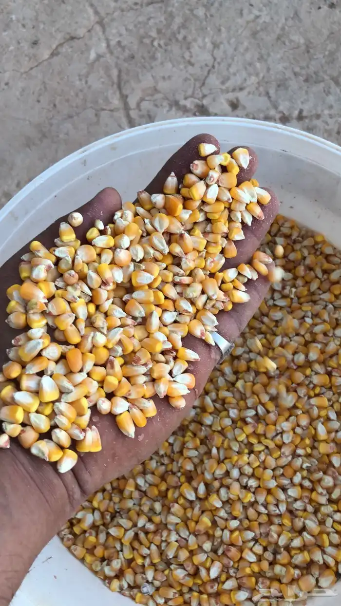 للبيع ذرة صفراء حب 2025 0