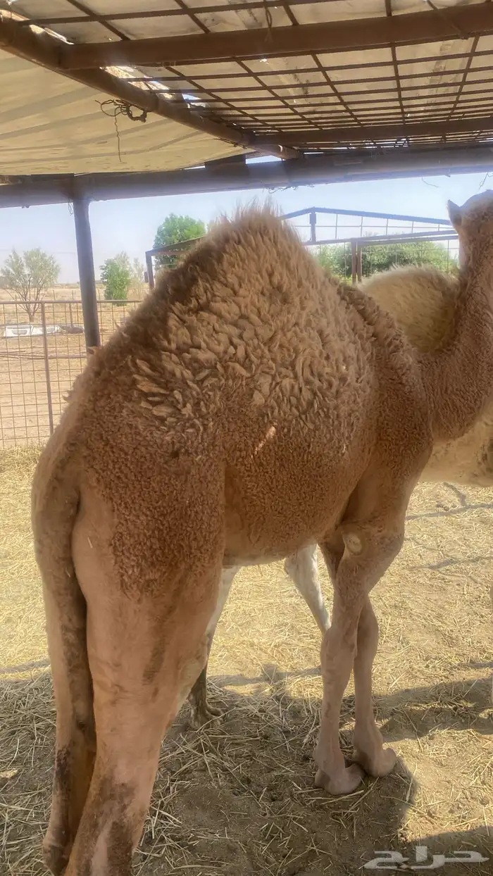 قعدان فاخره بريه 2