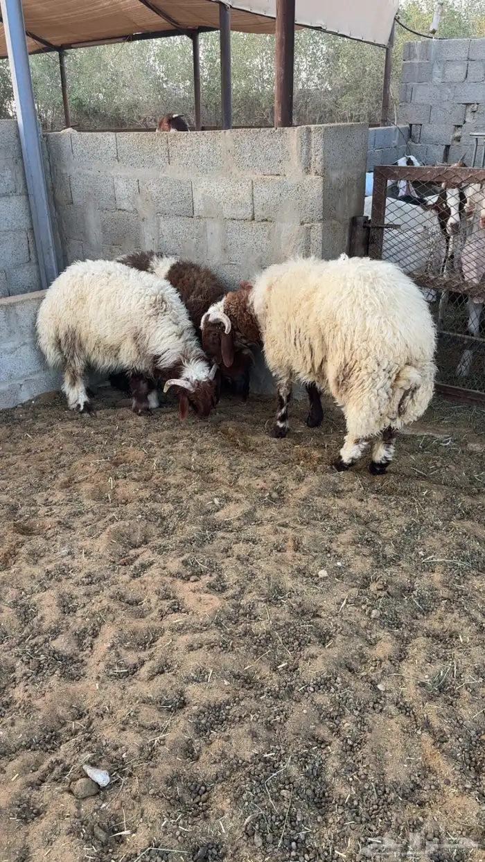 نعيم ذبايح 3