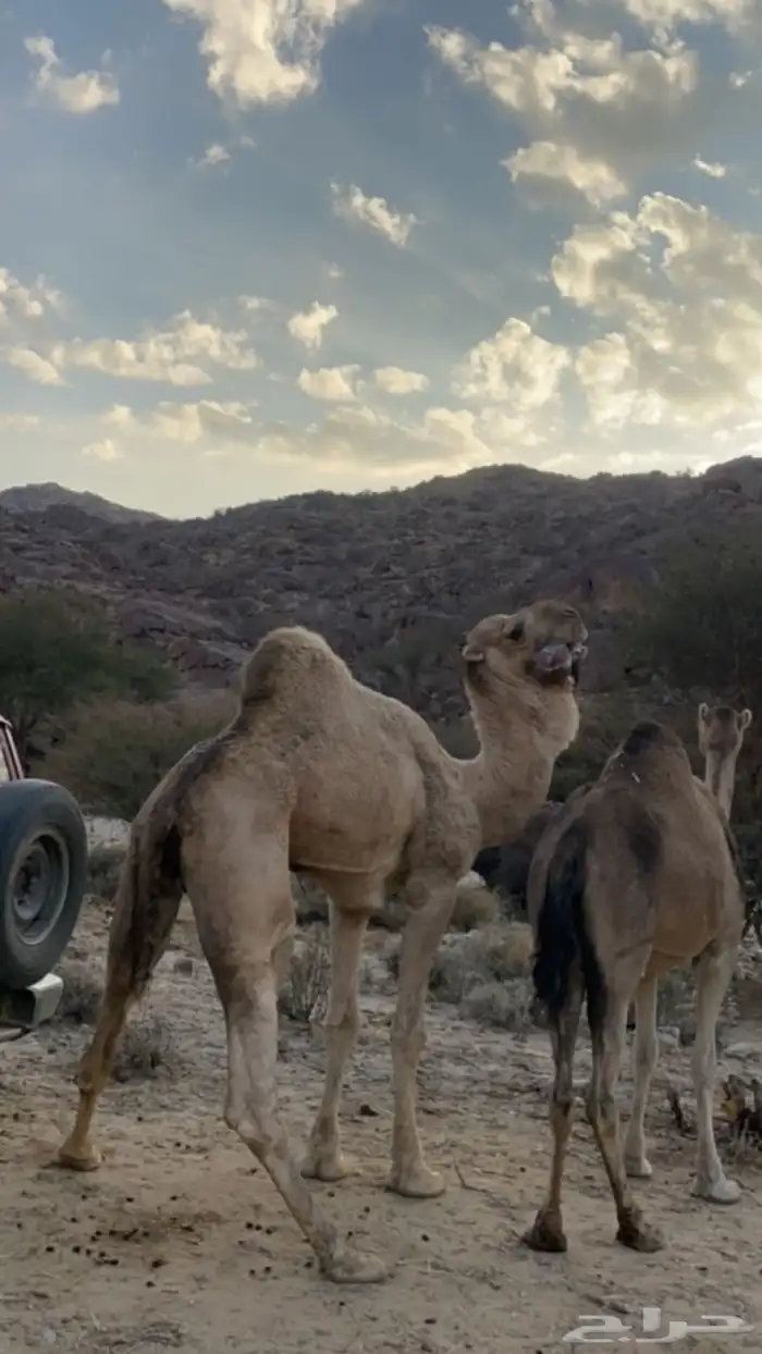 بعير اشقح مثني في الناب 3