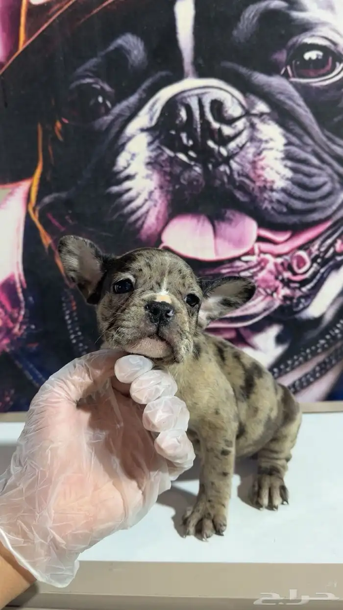 جراء فرنش بولدج 1