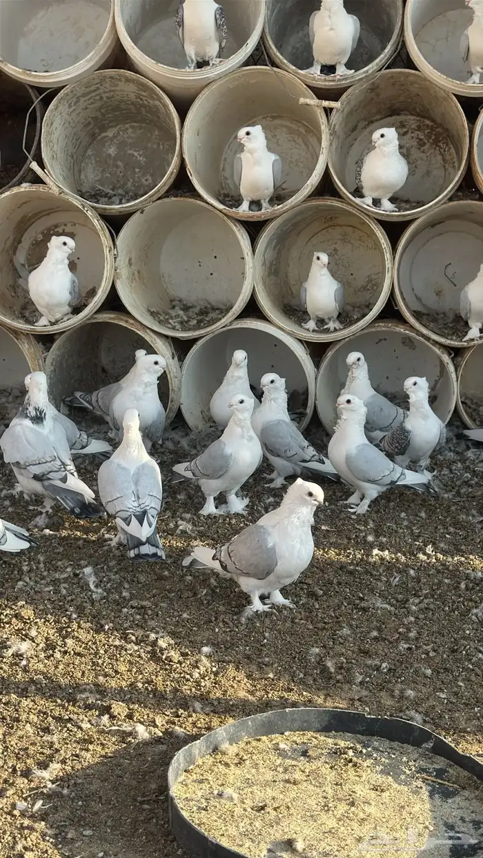 حمام حب رمان 20جوز رقم الجوال 2