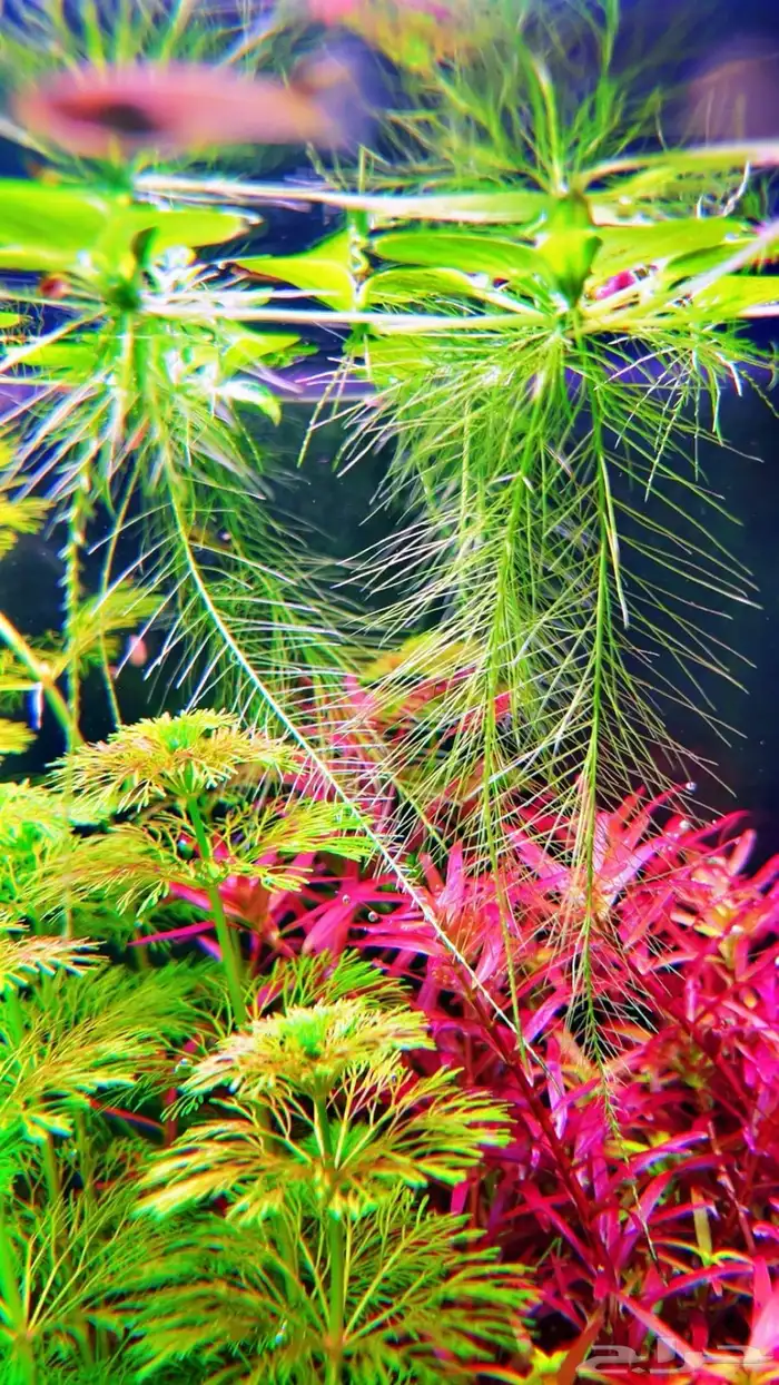 نباتات مائية لاحواض السمك المزروع 18