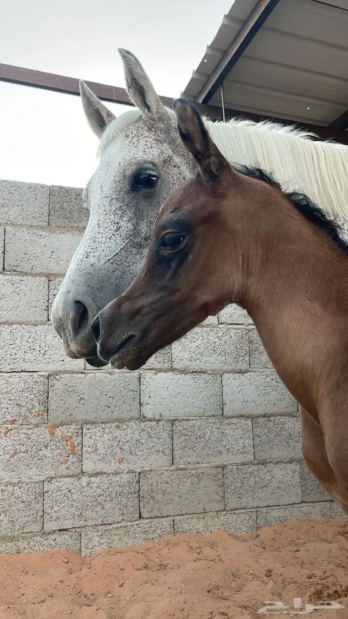 حصان فحل مربط للبيع 5