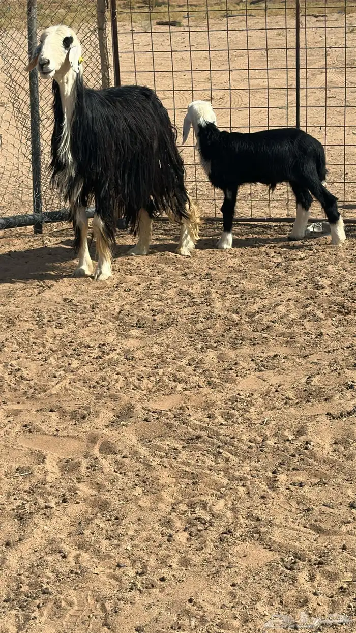 نجديه صنف معها خروف 2