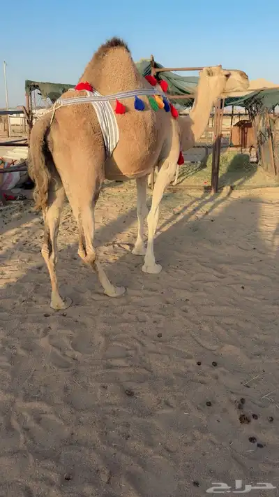 للبيع خلفه مصغر index