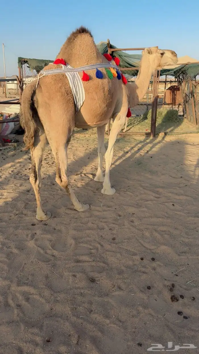 للبيع خلفه مصغر 3