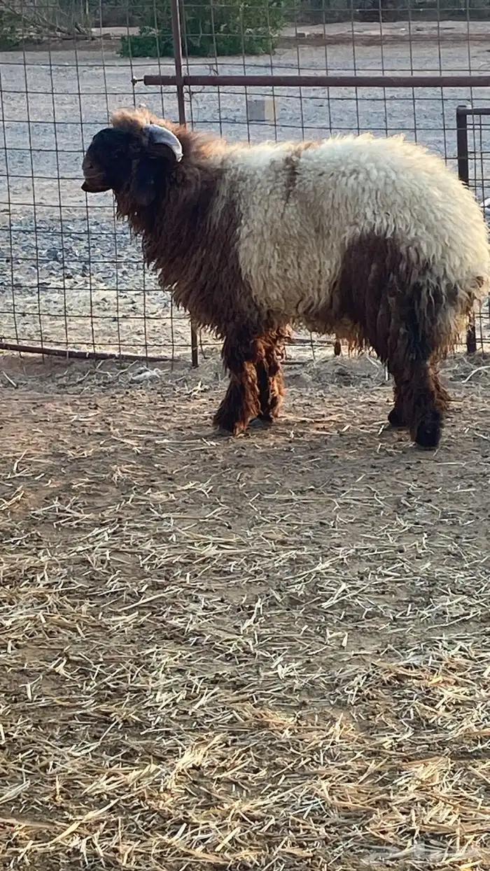 خروف نعيمي 7 شهور طيب 0