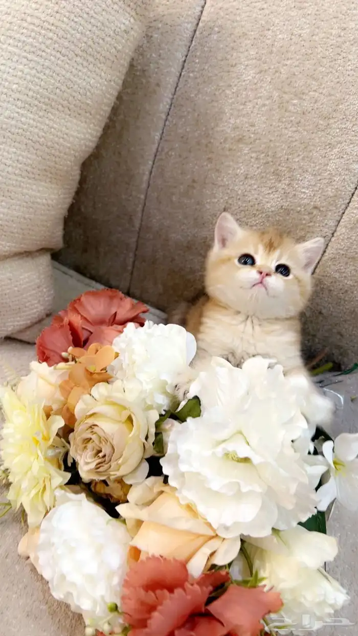 سكوتش بالرياض للبيع 0