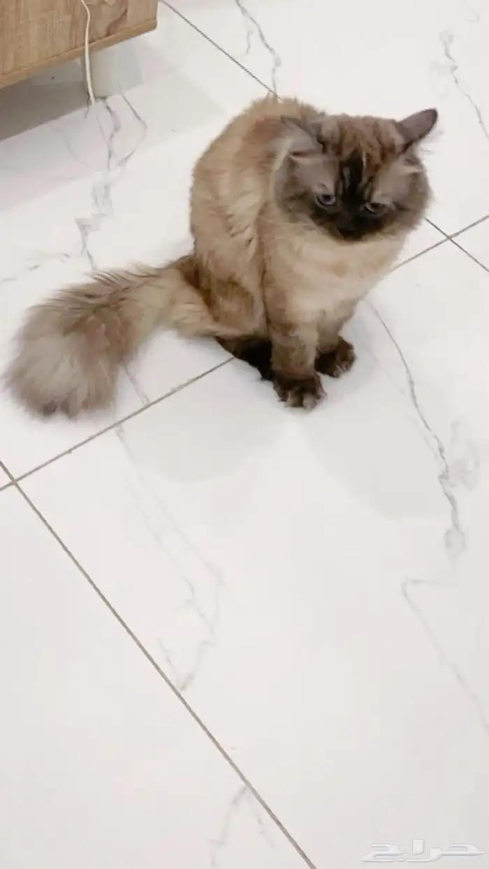 قط ذكر شيرازي هملايا مهجن أليف مدرب مع جميع اعرضه للبيع 6