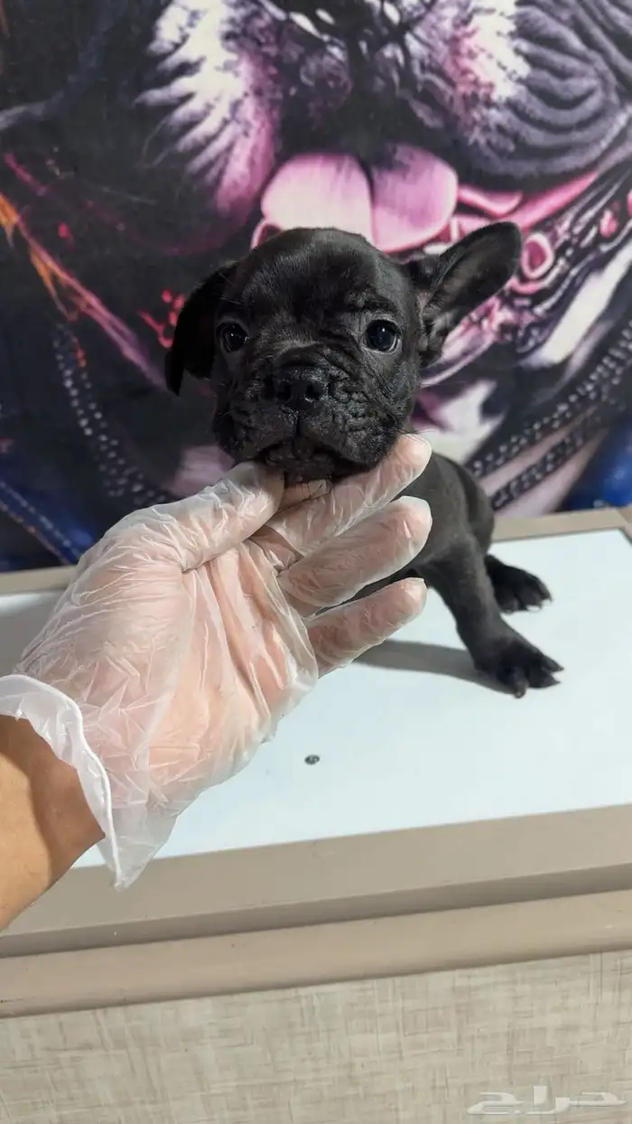 جراء فرنش بولدج 3