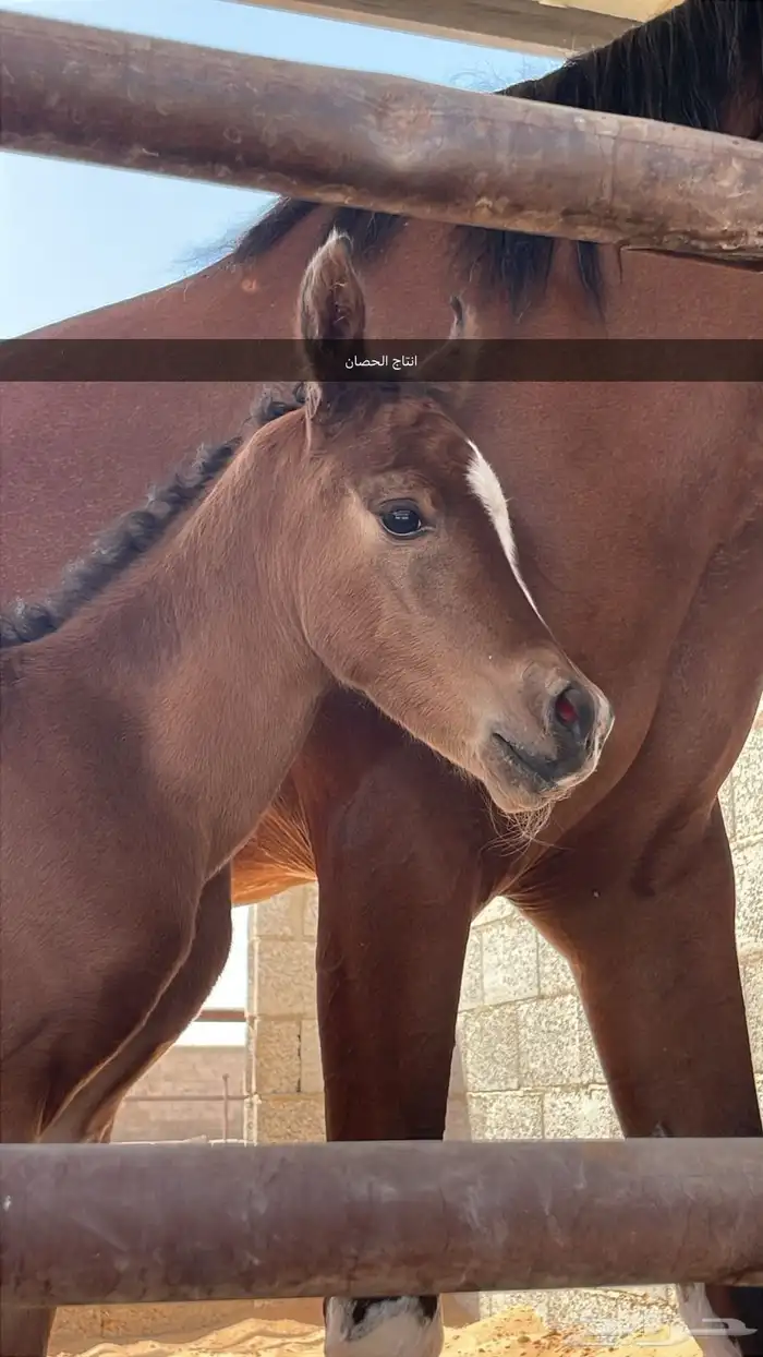 حصان فحل مربط للبيع 4