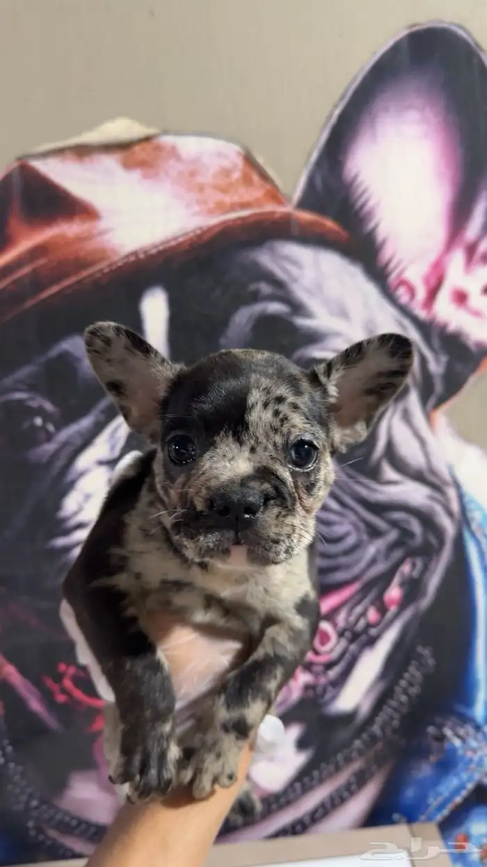 جراء فرنش بولدج 2