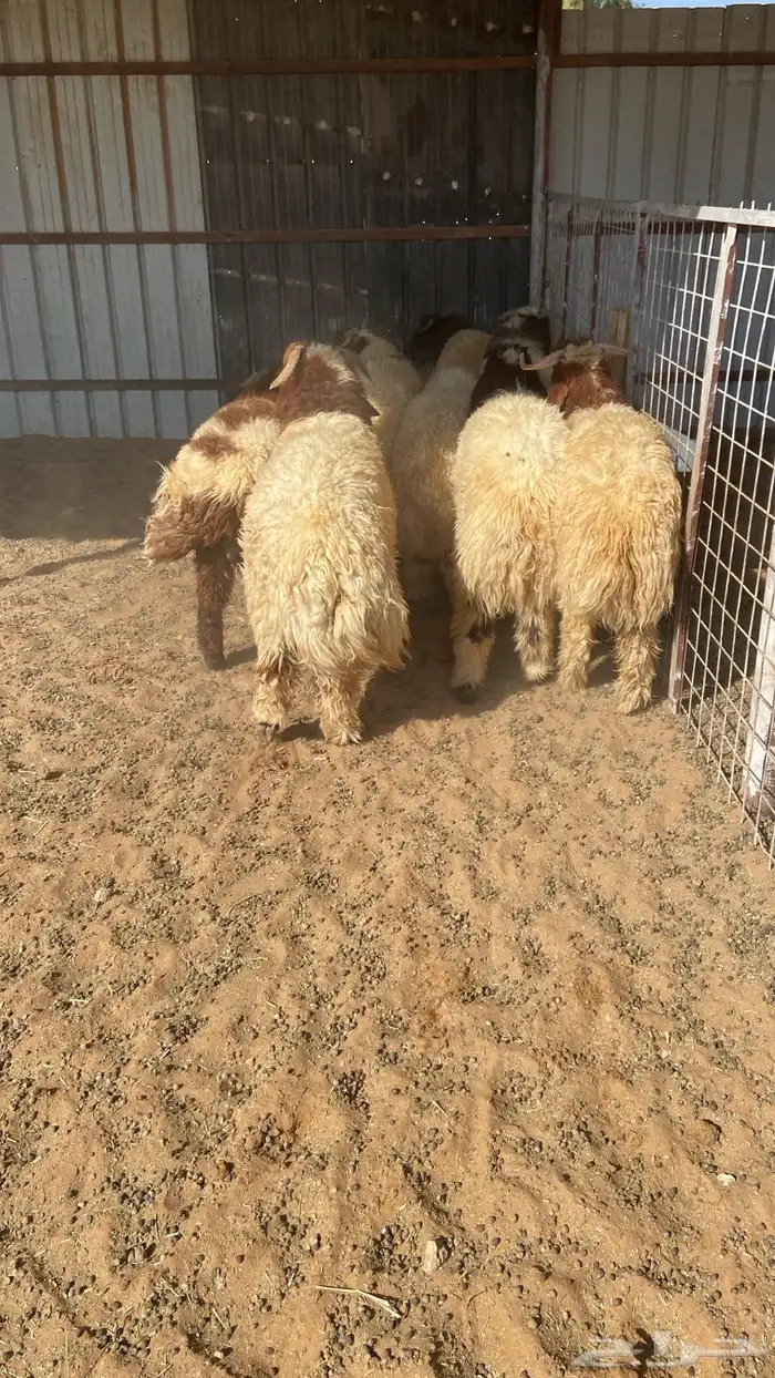 طليان نعيم 8 حبات 1