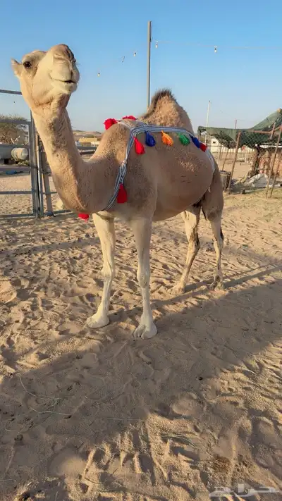 للبيع خلفه مصغر index