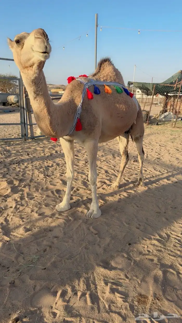 للبيع خلفه مصغر 1