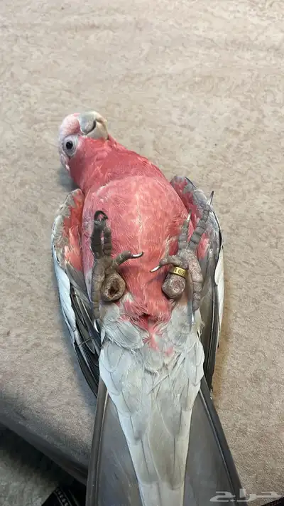 كوكاتو قالا أليف حمامه index