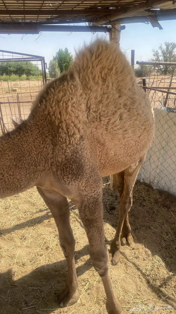 قعدان فاخره بريه 3