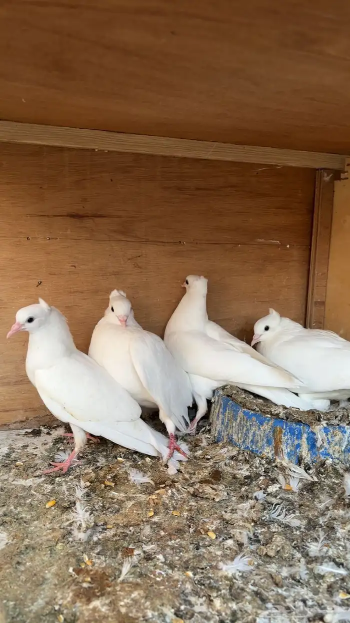 حمام قلابي 1