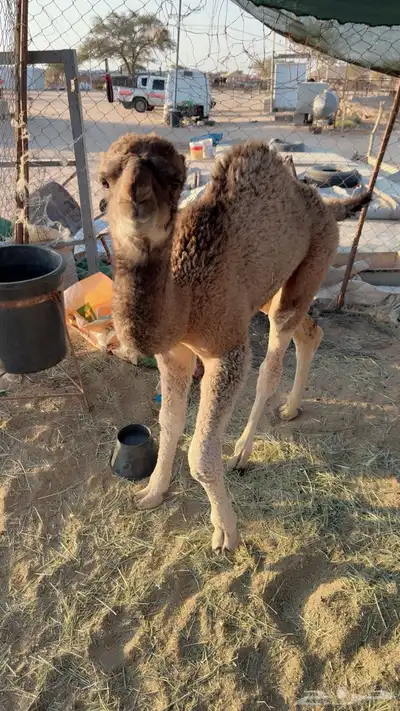 للبيع خلفه مصغر index