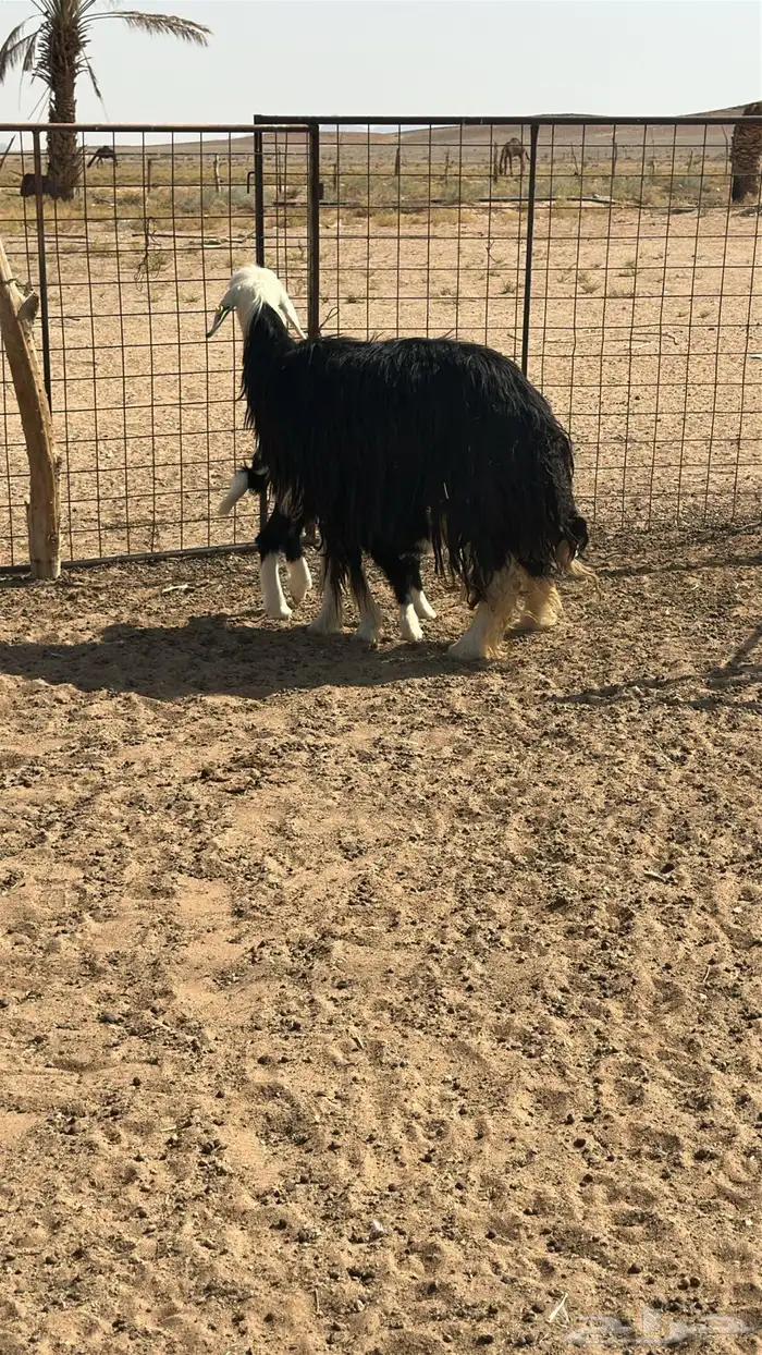 نجديه صنف معها خروف 1