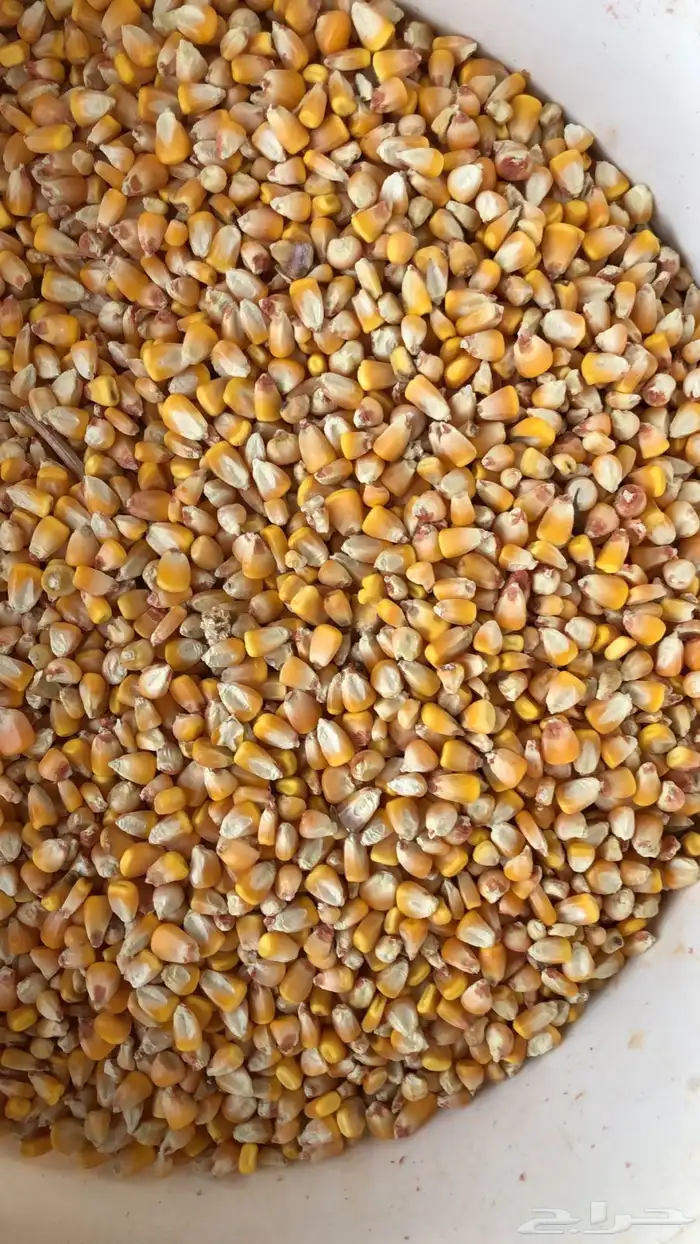 للبيع ذرة صفراء حب 2025 1