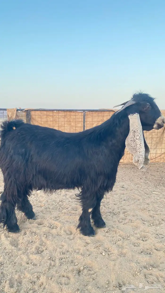 فحل عارضي صنف 4