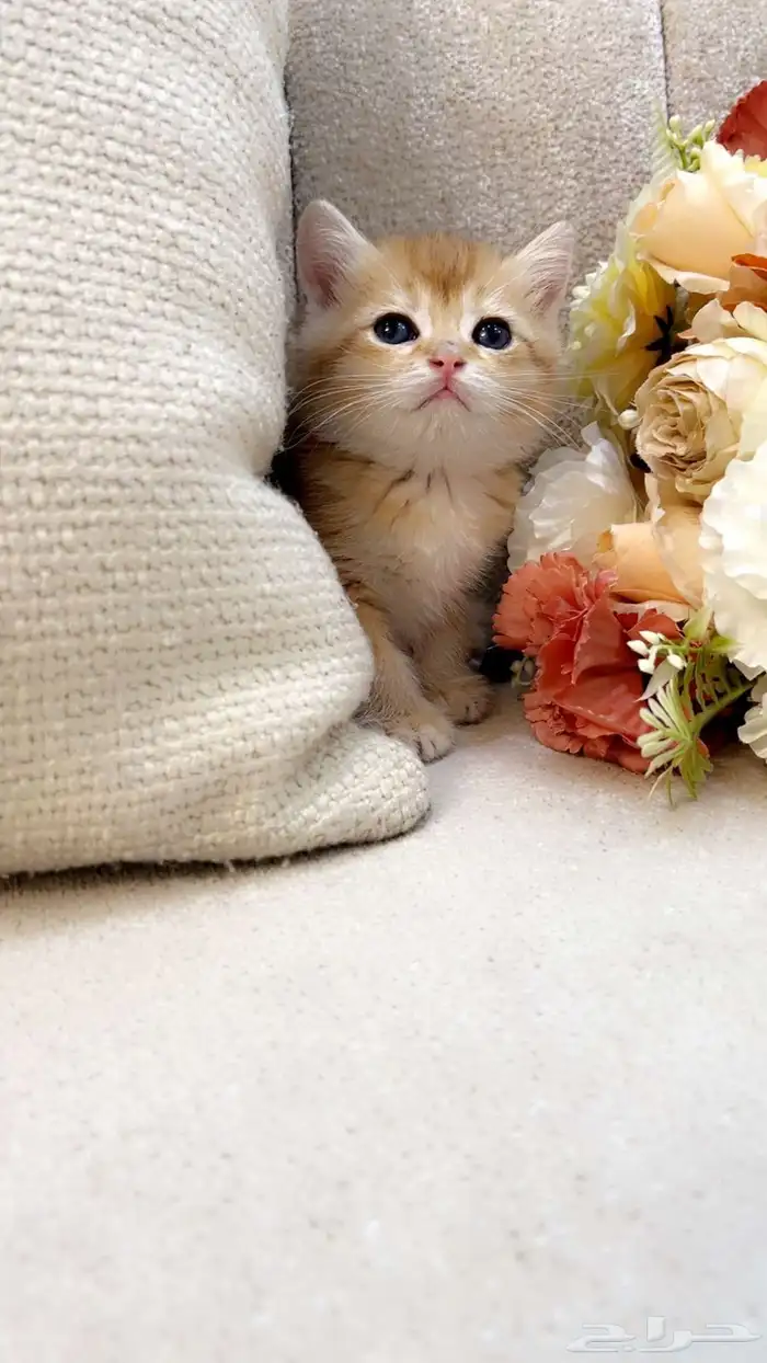 كيتن بالرياض للبيع 1