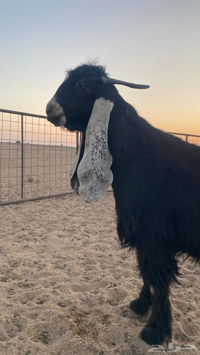 فحل عارضي صنف 2