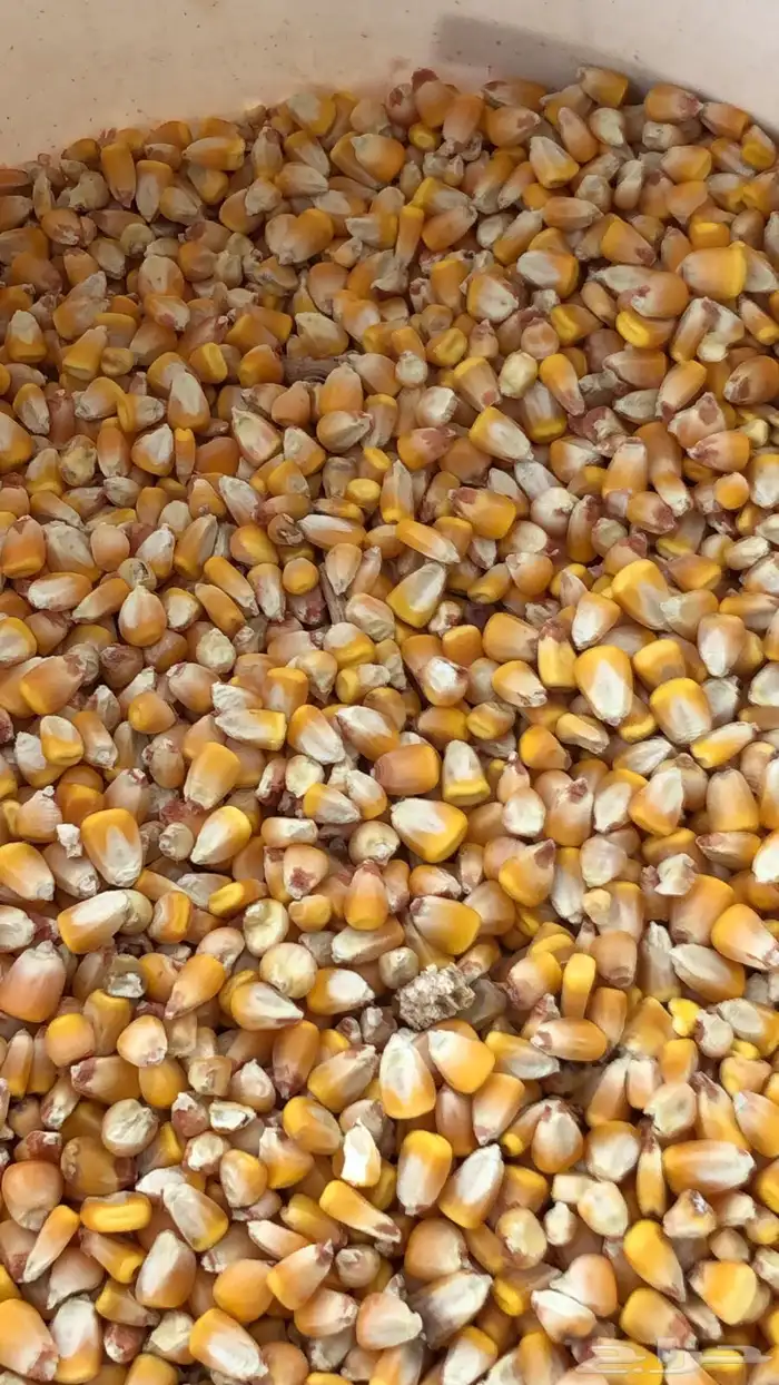 للبيع ذرة صفراء حب 2025 3