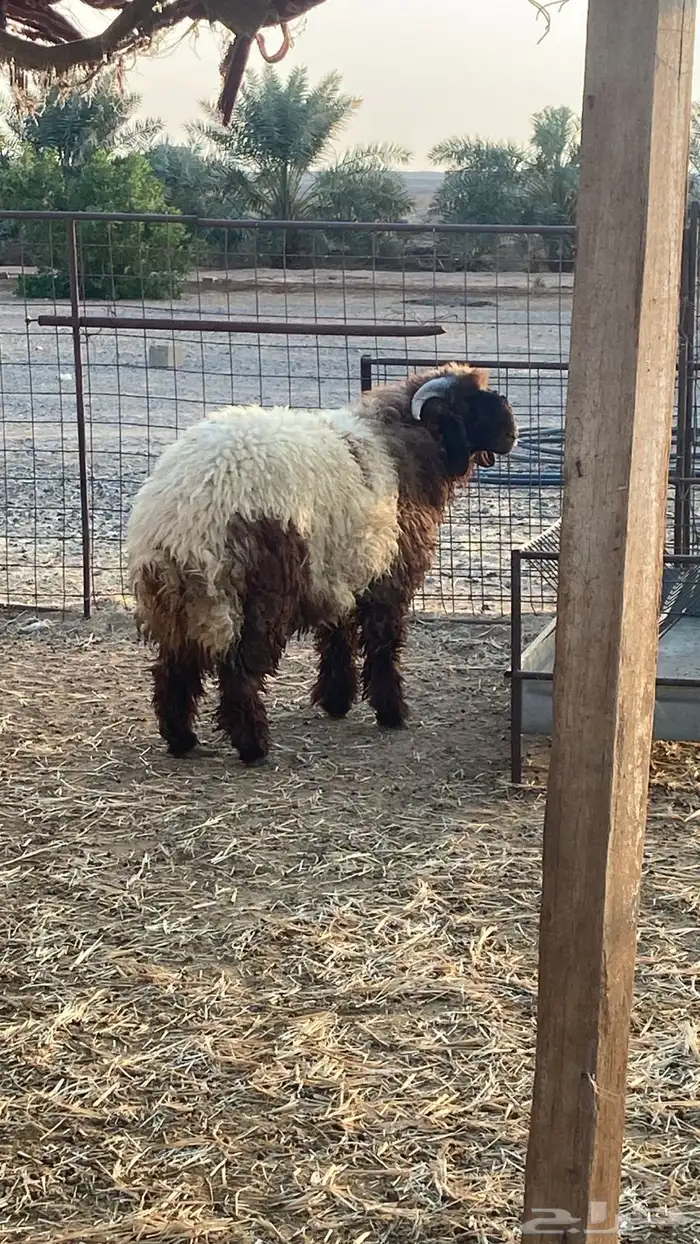 خروف نعيمي 7 شهور طيب 1