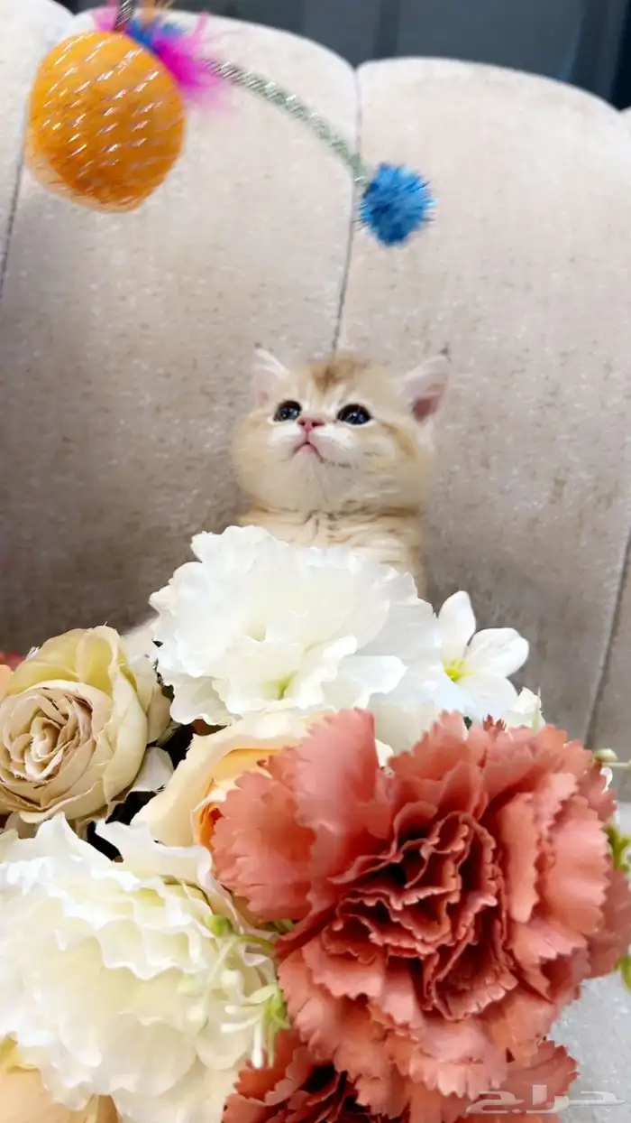 سكوتش بالرياض للبيع 1