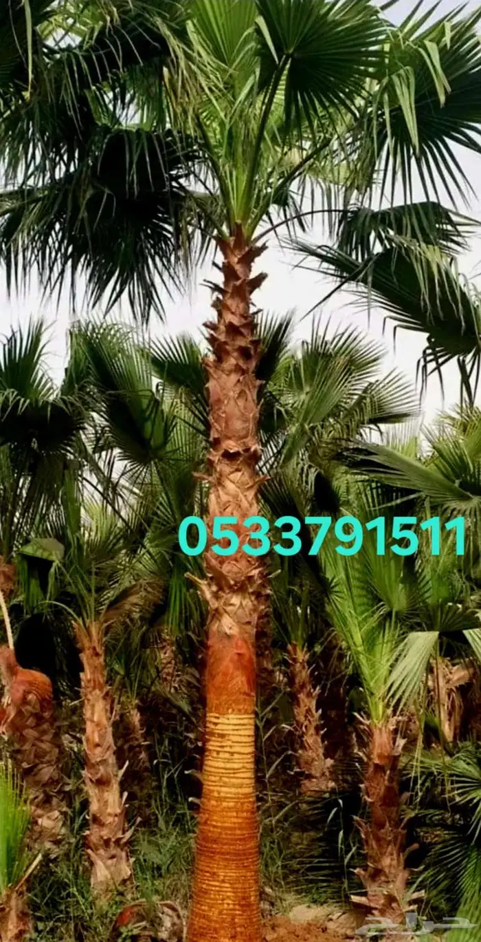 نخل واشنطني واشنطونيا 2