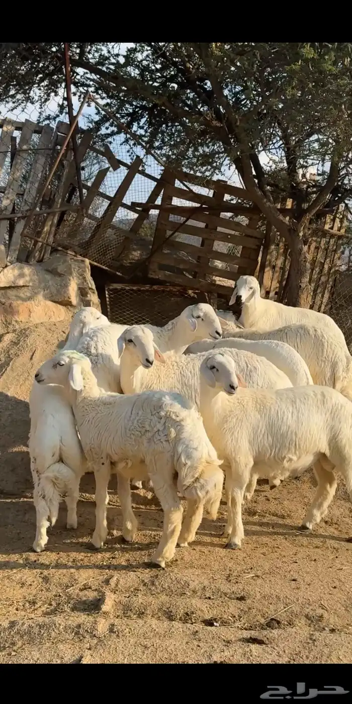 خرفان فل شحم 0