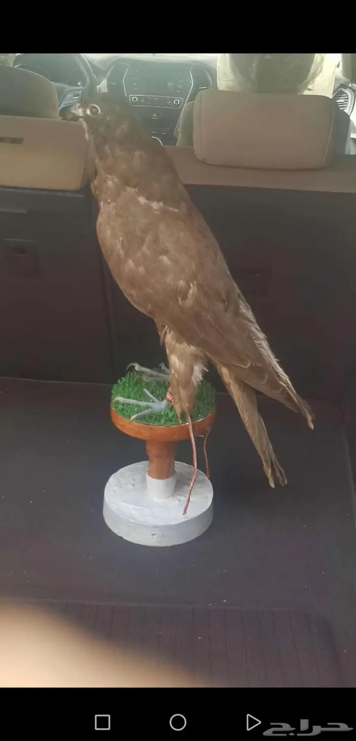 تحنيط. طيور ( للمفاهمة واتساب ) دجاج محنط في عش الأحساء 46