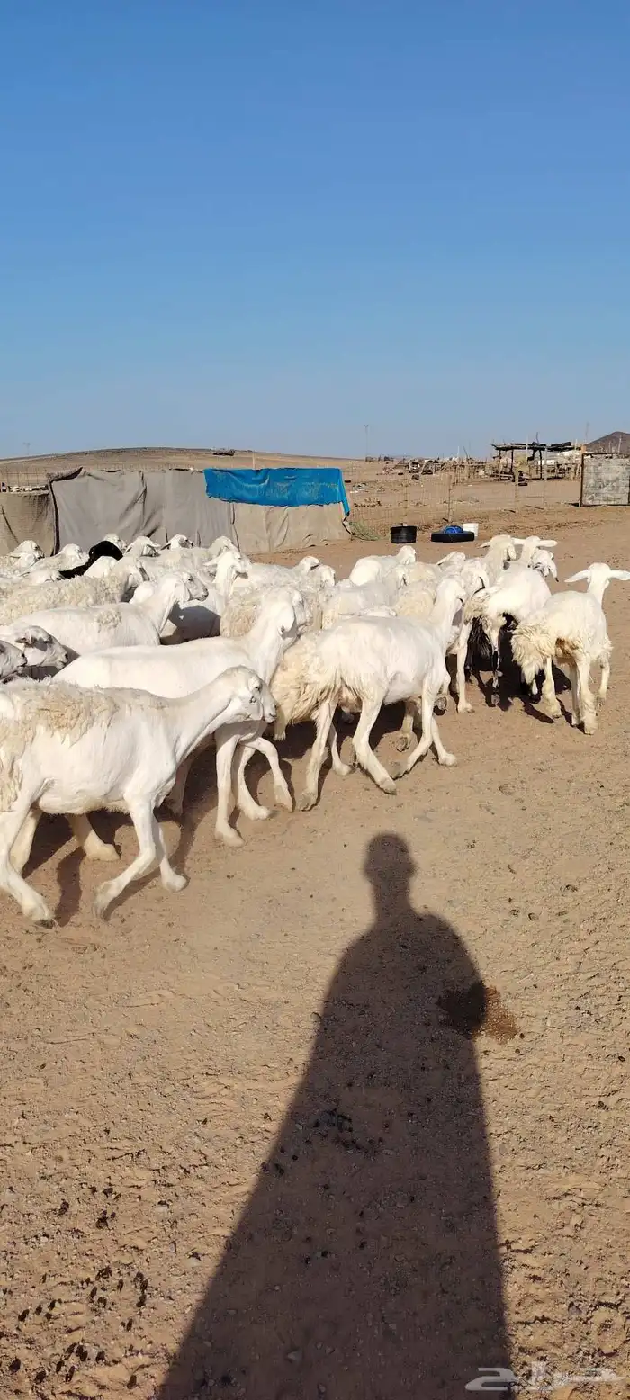 غنم حريه حرش طيبه 46 راس بالفحل دفيع و ضراب 6