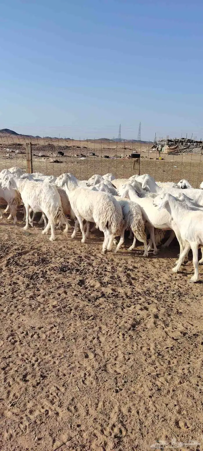 غنم حريه حرش طيبه 46 راس بالفحل دفيع و ضراب 1