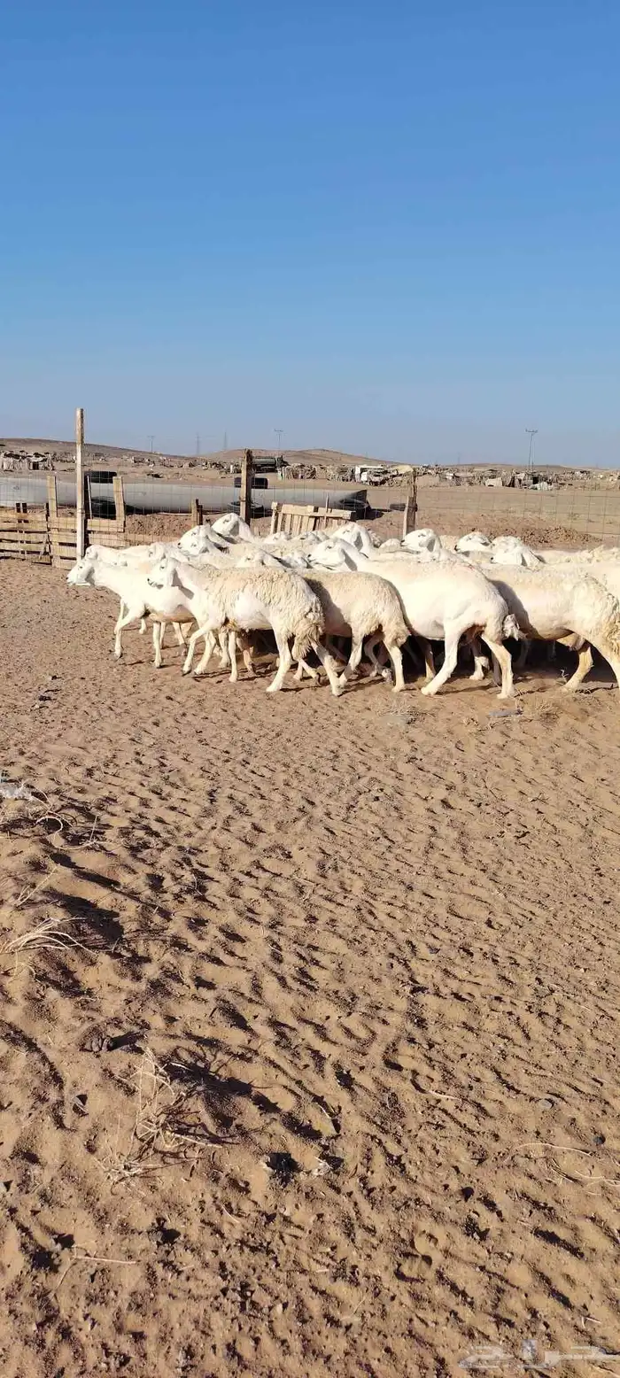 غنم حرش طيبه صنف الصنف 30 راس دفيع شرط مفحوصه سونار 9
