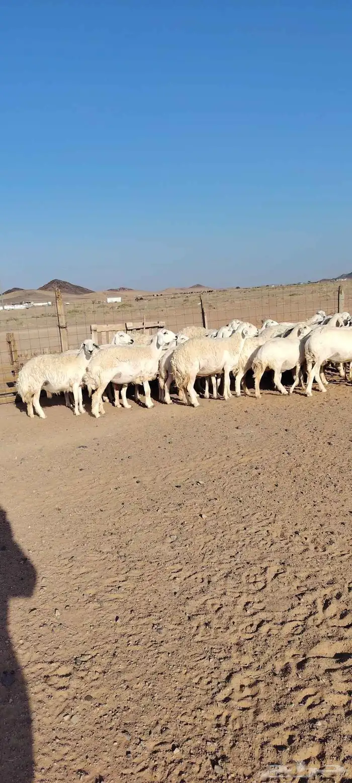 غنم حرش طيبه صنف الصنف 30 راس دفيع شرط مفحوصه سونار 3