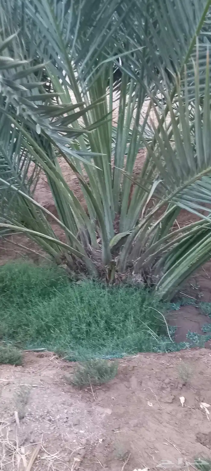 نخل شتايل نوع شلبي 7