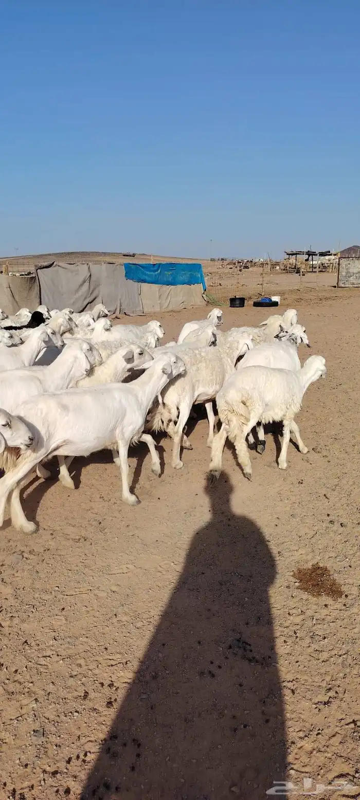 غنم حريه حرش طيبه 46 راس بالفحل دفيع و ضراب 5