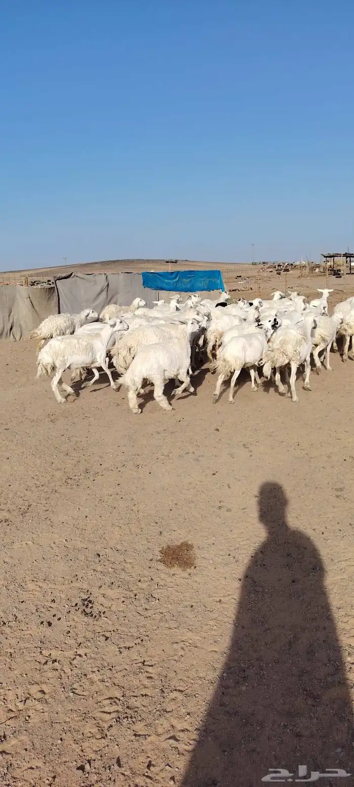 غنم حريه حرش طيبه 46 راس بالفحل دفيع و ضراب 4