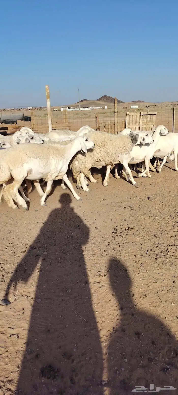 غنم حرش طيبه صنف الصنف 30 راس دفيع شرط مفحوصه سونار 4