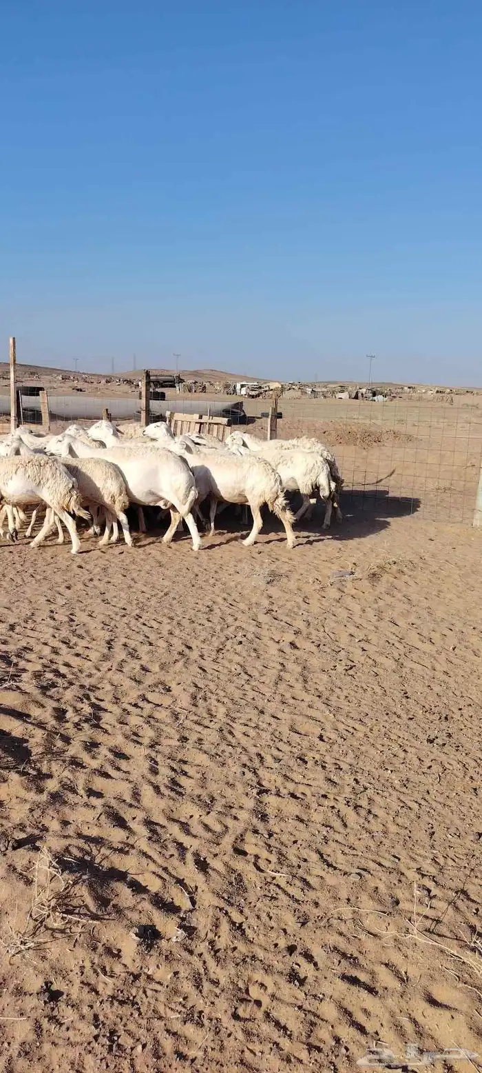 غنم حرش طيبه صنف الصنف 30 راس دفيع شرط مفحوصه سونار 8