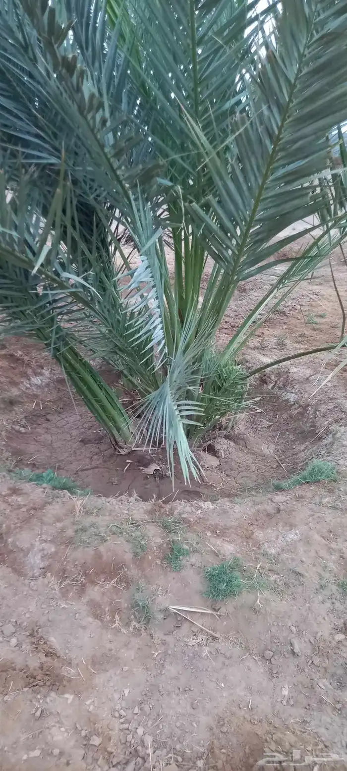 نخل شتايل نوع شلبي 6