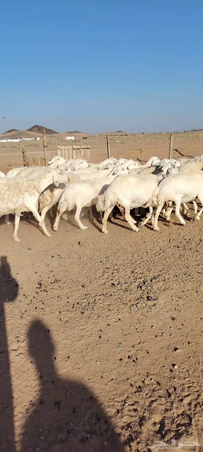 غنم حرش طيبه صنف الصنف 30 راس دفيع شرط مفحوصه سونار 6