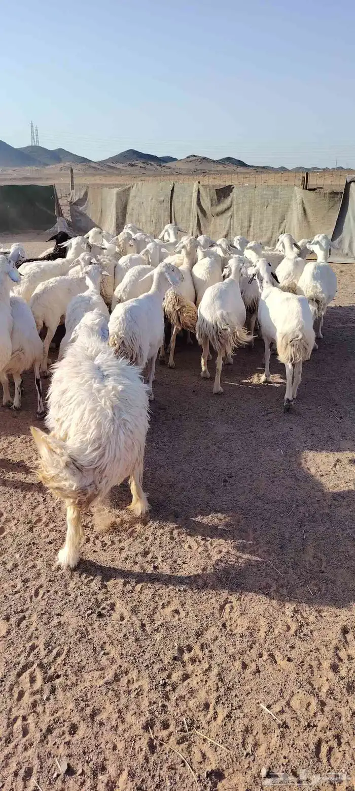 غنم حريه حرش طيبه 46 راس بالفحل دفيع و ضراب 9